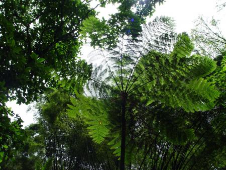 Martinique Juillet 2004